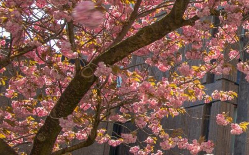 Blossom trees in front of a university building