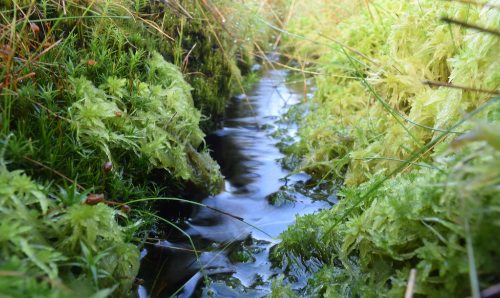 A stream of water