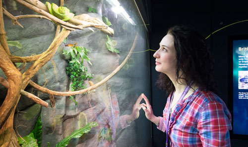 Student in the Manchester Museum looking at a coiled snake