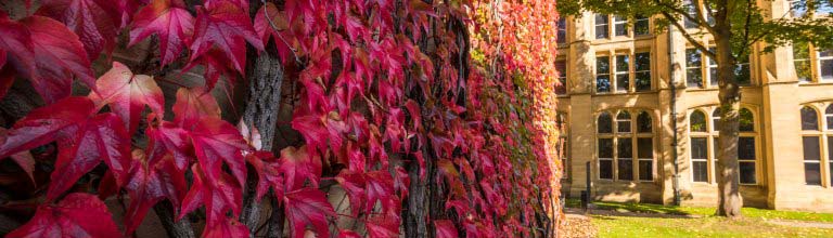 Red ivy growing on university wall 