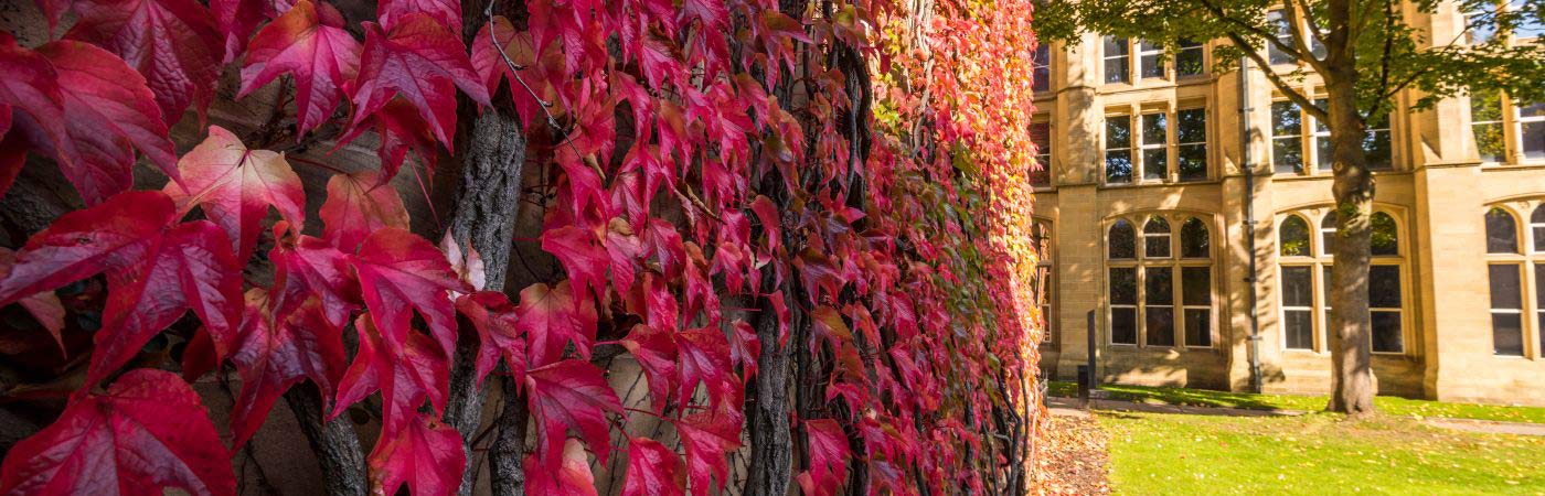 Autumnal ivy trailing the John Owens Building.