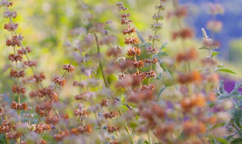 Flowers in a field