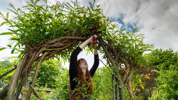 Student pruning the arch of a hedge