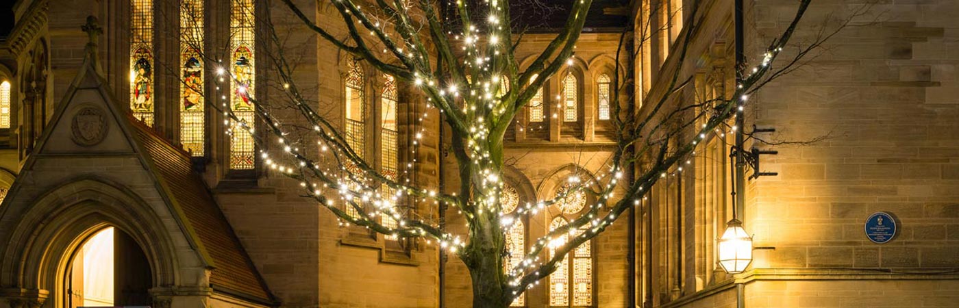 Tree adorned with fairy lights in the Old Quad