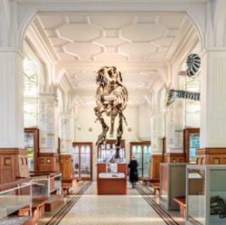 Dinosaur skeleton and artifacts in the Manchester museum 