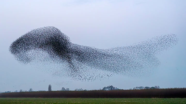an image of a large starling murmuration