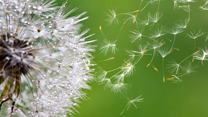 Dandelion seeds floating on the breeze