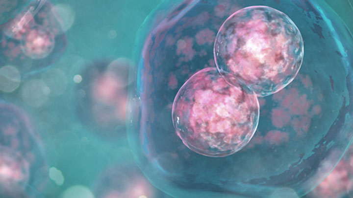Embryo research image