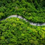 A road going through a forest.