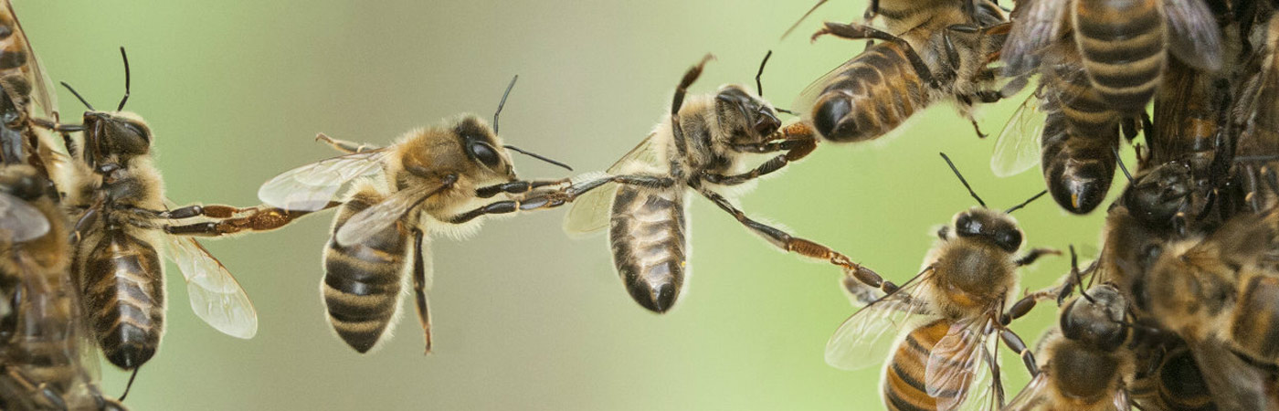 Close up photograph of bees in a hive