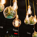 A photograph of green plants in hanging lightbulbs.
