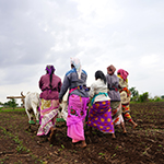 Women pushing a plough