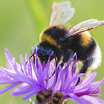 Close up of a bee on a purple flower