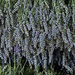 Harvesting season. Lavender bouquets. Lavender bouquets are drying.