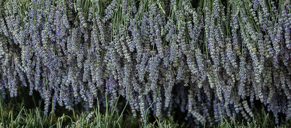 Harvesting season. Lavender bouquets. Lavender bouquets are drying.
