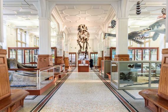 Dinosaur skeleton and artifacts in the Manchester museum 