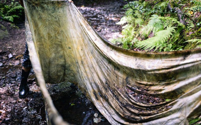 Floor of a forest with plants and trees.